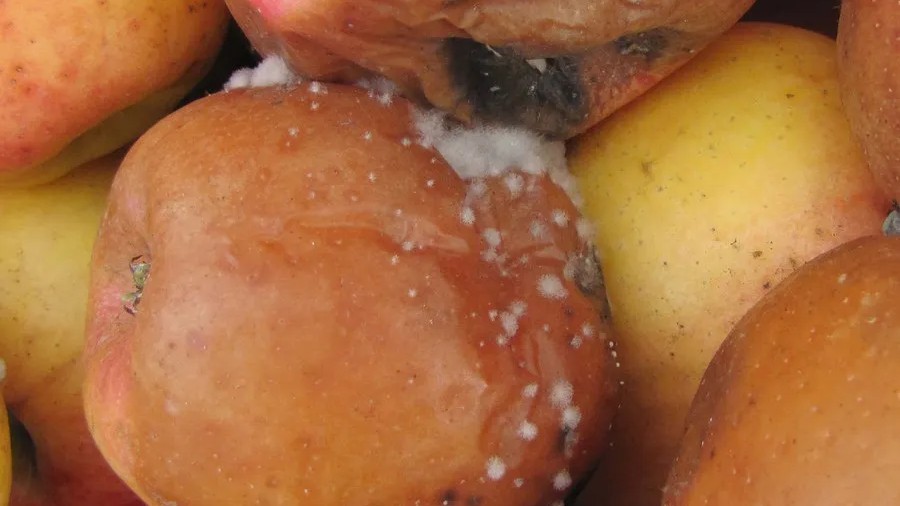 Apple gray mold penn b.jpg